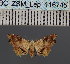  (Acremma calchochra - BC_ZSM_Lep_116745)  @11 [ ] by-nc-sa (2024) SNSB, Staatliche Naturwissenschaftliche Sammlungen Bayerns ZSM (SNSB, Zoologische Staatssammlung Muenchen)