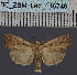  (Mythimna circulus - BC_ZSM_Lep_116746)  @11 [ ] by-nc-sa (2024) SNSB, Staatliche Naturwissenschaftliche Sammlungen Bayerns ZSM (SNSB, Zoologische Staatssammlung Muenchen)