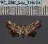  ( - BC_ZSM_Lep_116751)  @11 [ ] by-nc-sa (2024) SNSB, Staatliche Naturwissenschaftliche Sammlungen Bayerns ZSM (SNSB, Zoologische Staatssammlung Muenchen)