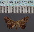  (Acremma scotina - BC_ZSM_Lep_116758)  @11 [ ] by-nc-sa (2024) SNSB, Staatliche Naturwissenschaftliche Sammlungen Bayerns ZSM (SNSB, Zoologische Staatssammlung Muenchen)