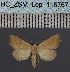  ( - BC_ZSM_Lep_116767)  @11 [ ] by-nc-sa (2024) SNSB, Staatliche Naturwissenschaftliche Sammlungen Bayerns ZSM (SNSB, Zoologische Staatssammlung Muenchen)