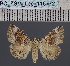  (Tytroca fasciata - BC_ZSM_Lep_116772)  @11 [ ] by-nc-sa (2024) SNSB, Staatliche Naturwissenschaftliche Sammlungen Bayerns ZSM (SNSB, Zoologische Staatssammlung Muenchen)
