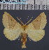  ( - BC_ZSM_Lep_116788)  @11 [ ] by-nc-sa (2024) SNSB, Staatliche Naturwissenschaftliche Sammlungen Bayerns ZSM (SNSB, Zoologische Staatssammlung Muenchen)