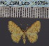  ( - BC_ZSM_Lep_116794)  @11 [ ] by-nc-sa (2024) SNSB, Staatliche Naturwissenschaftliche Sammlungen Bayerns ZSM (SNSB, Zoologische Staatssammlung Muenchen)