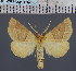  (Crocallis elinguariaDS01Gr - BC_ZSM_Lep_116796)  @11 [ ] by-nc-sa (2024) SNSB, Staatliche Naturwissenschaftliche Sammlungen Bayerns ZSM (SNSB, Zoologische Staatssammlung Muenchen)