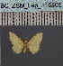  ( - BC_ZSM_Lep_116805)  @11 [ ] by-nc-sa (2024) SNSB, Staatliche Naturwissenschaftliche Sammlungen Bayerns ZSM (SNSB, Zoologische Staatssammlung Muenchen)
