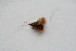  ( - BC_ZSM_Lep_118263)  @11 [ ] by-nc-sa (2024) SNSB, Staatliche Naturwissenschaftliche Sammlungen Bayerns ZSM (SNSB, Zoologische Staatssammlung Muenchen)