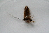  ( - BC_ZSM_Lep_118302)  @11 [ ] by-nc-sa (2024) SNSB, Staatliche Naturwissenschaftliche Sammlungen Bayerns ZSM (SNSB, Zoologische Staatssammlung Muenchen)