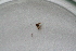  ( - BC_ZSM_Lep_118307)  @11 [ ] by-nc-sa (2024) SNSB, Staatliche Naturwissenschaftliche Sammlungen Bayerns ZSM (SNSB, Zoologische Staatssammlung Muenchen)