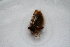  ( - BC_ZSM_Lep_118355)  @11 [ ] by-nc-sa (2024) SNSB, Staatliche Naturwissenschaftliche Sammlungen Bayerns ZSM (SNSB, Zoologische Staatssammlung Muenchen)