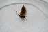  ( - BC_ZSM_Lep_118358)  @11 [ ] by-nc-sa (2024) SNSB, Staatliche Naturwissenschaftliche Sammlungen Bayerns ZSM (SNSB, Zoologische Staatssammlung Muenchen)