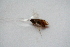  ( - BC_ZSM_Lep_118367)  @11 [ ] by-nc-sa (2024) SNSB, Staatliche Naturwissenschaftliche Sammlungen Bayerns ZSM (SNSB, Zoologische Staatssammlung Muenchen)