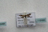  ( - BC_ZSM_Lep_118495)  @11 [ ] by-nc-sa (2024) SNSB, Staatliche Naturwissenschaftliche Sammlungen Bayerns ZSM (SNSB, Zoologische Staatssammlung Muenchen)