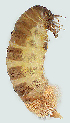  ( - BC_ZSM_Lep_119570)  @11 [ ] by-nc-sa (2024) SNSB, Staatliche Naturwissenschaftliche Sammlungen Bayerns ZSM (SNSB, Zoologische Staatssammlung Muenchen)