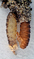  ( - BC_ZSM_Lep_119571)  @11 [ ] by-nc-sa (2024) SNSB, Staatliche Naturwissenschaftliche Sammlungen Bayerns ZSM (SNSB, Zoologische Staatssammlung Muenchen)