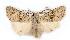  ( - BC_ZSM_Lep_119596)  @11 [ ] by-nc-sa (2024) SNSB, Staatliche Naturwissenschaftliche Sammlungen Bayerns ZSM (SNSB, Zoologische Staatssammlung Muenchen)