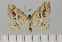  ( - BC_ZSM_Lep_119608)  @11 [ ] by-nc-sa (2024) SNSB, Staatliche Naturwissenschaftliche Sammlungen Bayerns ZSM (SNSB, Zoologische Staatssammlung Muenchen)