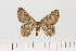  ( - BC_ZSM_Lep_119618)  @11 [ ] by-nc-sa (2024) SNSB, Staatliche Naturwissenschaftliche Sammlungen Bayerns ZSM (SNSB, Zoologische Staatssammlung Muenchen)