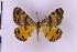  ( - BC_ZSM_Lep_119628)  @11 [ ] by-nc-sa (2024) SNSB, Staatliche Naturwissenschaftliche Sammlungen Bayerns ZSM (SNSB, Zoologische Staatssammlung Muenchen)