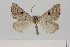  ( - BC_ZSM_Lep_119629)  @11 [ ] by-nc-sa (2024) SNSB, Staatliche Naturwissenschaftliche Sammlungen Bayerns ZSM (SNSB, Zoologische Staatssammlung Muenchen)