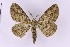  ( - BC_ZSM_Lep_119632)  @11 [ ] by-nc-sa (2024) SNSB, Staatliche Naturwissenschaftliche Sammlungen Bayerns ZSM (SNSB, Zoologische Staatssammlung Muenchen)
