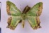  ( - BC_ZSM_Lep_119646)  @11 [ ] by-nc-sa (2024) SNSB, Staatliche Naturwissenschaftliche Sammlungen Bayerns ZSM (SNSB, Zoologische Staatssammlung Muenchen)