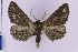  (Omphalucha cf. albosignata - BC_ZSM_Lep_119649)  @11 [ ] by-nc-sa (2024) SNSB, Staatliche Naturwissenschaftliche Sammlungen Bayerns ZSM (SNSB, Zoologische Staatssammlung Muenchen)