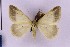  (Chiasmia procidata semispurcata - BC_ZSM_Lep_119651)  @11 [ ] by-nc-sa (2024) SNSB, Staatliche Naturwissenschaftliche Sammlungen Bayerns ZSM (SNSB, Zoologische Staatssammlung Muenchen)