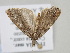 ( - BC_ZSM_Lep_119689)  @11 [ ] by-nc-sa (2024) SNSB, Staatliche Naturwissenschaftliche Sammlungen Bayerns ZSM (SNSB, Zoologische Staatssammlung Muenchen)