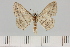  ( - BC_ZSM_Lep_119720)  @11 [ ] by-nc-sa (2024) SNSB, Staatliche Naturwissenschaftliche Sammlungen Bayerns ZSM (SNSB, Zoologische Staatssammlung Muenchen)
