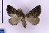  (Entephria cf. epipercna - BC_ZSM_Lep_119726)  @11 [ ] by-nc-sa (2024) SNSB, Staatliche Naturwissenschaftliche Sammlungen Bayerns ZSM (SNSB, Zoologische Staatssammlung Muenchen)