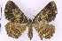  (Xylopteryx cf. protearia - BC_ZSM_Lep_119735)  @11 [ ] by-nc-sa (2024) SNSB, Staatliche Naturwissenschaftliche Sammlungen Bayerns ZSM (SNSB, Zoologische Staatssammlung Muenchen)