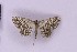  ( - BC_ZSM_Lep_119744)  @11 [ ] by-nc-sa (2024) SNSB, Staatliche Naturwissenschaftliche Sammlungen Bayerns ZSM (SNSB, Zoologische Staatssammlung Muenchen)