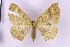  (Asthenotricha cf. inutilis - BC_ZSM_Lep_119751)  @11 [ ] by-nc-sa (2024) SNSB, Staatliche Naturwissenschaftliche Sammlungen Bayerns ZSM (SNSB, Zoologische Staatssammlung Muenchen)