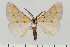  ( - BC_ZSM_Lep_120138)  @11 [ ] by-nc-sa (2024) SNSB, Staatliche Naturwissenschaftliche Sammlungen Bayerns ZSM (SNSB, Zoologische Staatssammlung Muenchen)