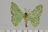  ( - BC_ZSM_Lep_120140)  @11 [ ] by-nc-sa (2024) SNSB, Staatliche Naturwissenschaftliche Sammlungen Bayerns ZSM (SNSB, Zoologische Staatssammlung Muenchen)