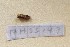  ( - BC_ZSM_Lep_120145)  @11 [ ] by-nc-sa (2024) SNSB, Staatliche Naturwissenschaftliche Sammlungen Bayerns ZSM (SNSB, Zoologische Staatssammlung Muenchen)