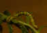  ( - BC_ZSM_Lep_120153)  @11 [ ] by-nc-sa (2024) SNSB, Staatliche Naturwissenschaftliche Sammlungen Bayerns ZSM (SNSB, Zoologische Staatssammlung Muenchen)