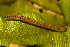  ( - BC_ZSM_Lep_120203)  @11 [ ] by-nc-sa (2024) SNSB, Staatliche Naturwissenschaftliche Sammlungen Bayerns ZSM (SNSB, Zoologische Staatssammlung Muenchen)