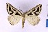  ( - BC_ZSM_Lep_120227)  @11 [ ] by-nc-sa (2024) SNSB, Staatliche Naturwissenschaftliche Sammlungen Bayerns ZSM (SNSB, Zoologische Staatssammlung Muenchen)