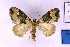  ( - BC_ZSM_Lep_120229)  @11 [ ] by-nc-sa (2024) SNSB, Staatliche Naturwissenschaftliche Sammlungen Bayerns ZSM (SNSB, Zoologische Staatssammlung Muenchen)