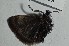  ( - BC_ZSM_Lep_120331)  @11 [ ] by-nc-sa (2024) SNSB, Staatliche Naturwissenschaftliche Sammlungen Bayerns ZSM (SNSB, Zoologische Staatssammlung Muenchen)