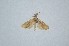  ( - BC_ZSM_Lep_120340)  @11 [ ] by-nc-sa (2024) SNSB, Staatliche Naturwissenschaftliche Sammlungen Bayerns ZSM (SNSB, Zoologische Staatssammlung Muenchen)