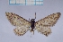  (Eupithecia yathomi - BC_ZSM_Lep_120348)  @11 [ ] by-nc-sa (2024) SNSB, Staatliche Naturwissenschaftliche Sammlungen Bayerns ZSM (SNSB, Zoologische Staatssammlung Muenchen)