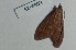  ( - BC_ZSM_Lep_120350)  @11 [ ] by-nc-sa (2024) SNSB, Staatliche Naturwissenschaftliche Sammlungen Bayerns ZSM (SNSB, Zoologische Staatssammlung Muenchen)