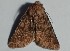  ( - BC_ZSM_Lep_120357)  @11 [ ] by-nc-sa (2024) SNSB, Staatliche Naturwissenschaftliche Sammlungen Bayerns ZSM (SNSB, Zoologische Staatssammlung Muenchen)