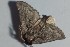  ( - BC_ZSM_Lep_120358)  @11 [ ] by-nc-sa (2024) SNSB, Staatliche Naturwissenschaftliche Sammlungen Bayerns ZSM (SNSB, Zoologische Staatssammlung Muenchen)