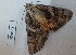  ( - BC_ZSM_Lep_120362)  @11 [ ] by-nc-sa (2024) SNSB, Staatliche Naturwissenschaftliche Sammlungen Bayerns ZSM (SNSB, Zoologische Staatssammlung Muenchen)