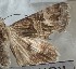  ( - BC_ZSM_Lep_120364)  @11 [ ] by-nc-sa (2024) SNSB, Staatliche Naturwissenschaftliche Sammlungen Bayerns ZSM (SNSB, Zoologische Staatssammlung Muenchen)