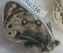  ( - BC_ZSM_Lep_120371)  @11 [ ] by-nc-sa (2024) SNSB, Staatliche Naturwissenschaftliche Sammlungen Bayerns ZSM (SNSB, Zoologische Staatssammlung Muenchen)